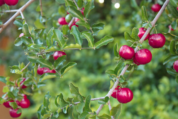 red berries of a cherry