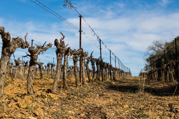 Pieds de vigne en hiver dans le vignoble de Languedoc à Saint-Geniès-des-Mourgues