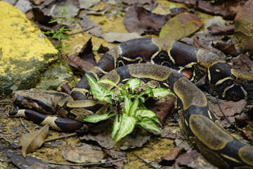 Anacondas or water boas are a group of large snakes of the genus Eunectes, Boidae family. They are found in tropical South America. Four species are currently recognized. Amazonas, Brazil.