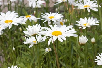 Fototapeta premium daisies in the grass