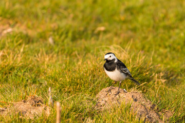 The white wagtail in natural habitat. Yorkshire Dales, Cumbria, UK.