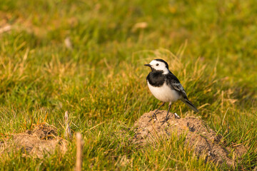 The white wagtail in natural habitat. Yorkshire Dales, Cumbria, UK.