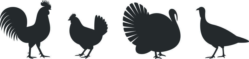 Poultry silhouette. Isolated  poultry on white background