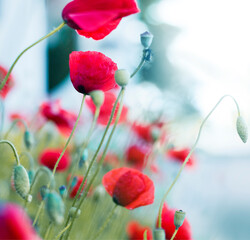 Obraz premium summer background with poppy flowers close up ,selective focus