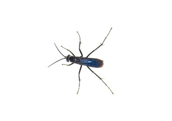 great black digger wasp - sphex pensylvanicus - similar behavior as a Tarantula hawk which...