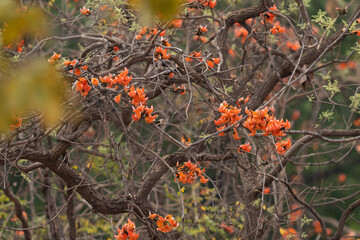 Flame of forest tree at Tadoba Andhari Tiger Reserve, India