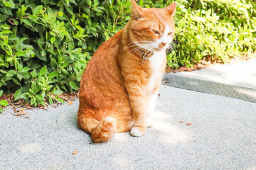 Young cat lies in a funny pose in garden,brown cat.
