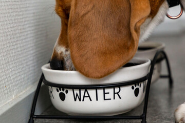 Beagle is drinking water. Dog hydration