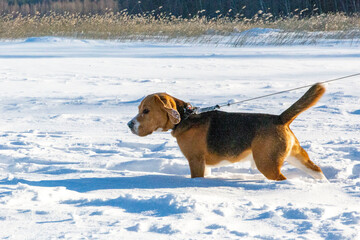 Winter walk with a young beagle.