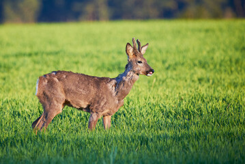 Roe deer male running on field ( Capreolus capreolus ). European roe