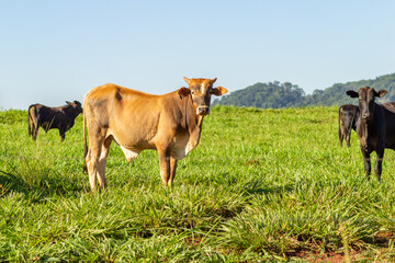 Alguns bois no pasto verde e fresco com céu azul ao fundo.