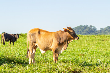 Fototapeta premium Alguns bois no pasto verde e fresco com céu azul ao fundo.
