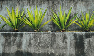 Grey concrete wall background with a bright green plants bushes. Gardening and ecology concept image.