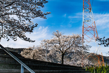 福井県おおい町の春の風景