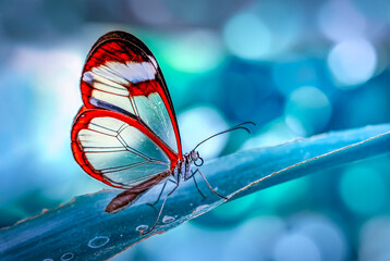 Plakat Macro shots, Beautiful nature scene. Closeup beautiful butterfly sitting on the flower in a summer garden.