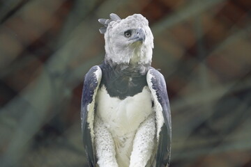 Harpy Eagle, (Harpia harpyja) Accipitridae family. Amazonia, Brazil 