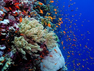 Fototapeta na wymiar Vivid healthy tropical reef with corals and fish swimming in the blue ocean. Scuba diving on the reef wall, underwater photography. Marine life in the blue. Sea, coral and fish. 