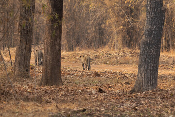 Leopard, mother and cub walking on the mud track at Tadoba Andhari Tiger Reserve, India