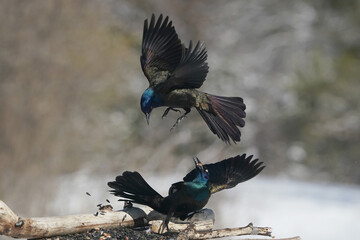 Grackles fighting in midair over food