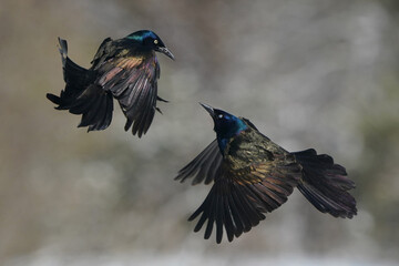 Grackles fighting in midair over food