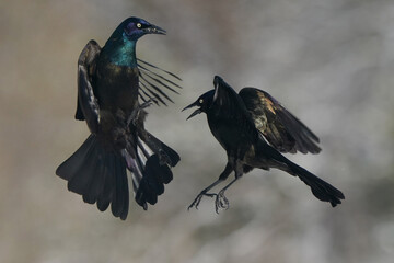 Grackles fighting in midair over food