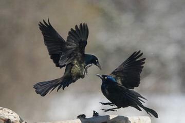 Grackles fighting in midair over food