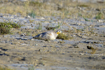 Spotted sandgrouse or Pterocles senegallus observed in Rann of Kutch in Gujarat