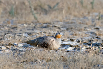 Spotted sandgrouse or Pterocles senegallus observed in Rann of Kutch in Gujarat