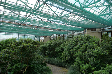 Beautiful green plants grows in hothouse, protection of rare plant species