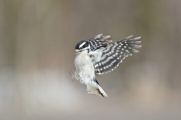 Female Downy woodpecker in flight