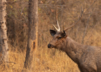 Closeup of a Sambar deer in Tadoba Andahari Tiger Reserve, India