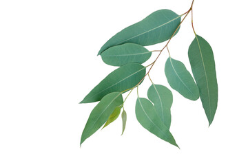 Fresh eucalyptus leaves on tree twig a green foliage commonly known as gums or eucalypts plant - 587085339