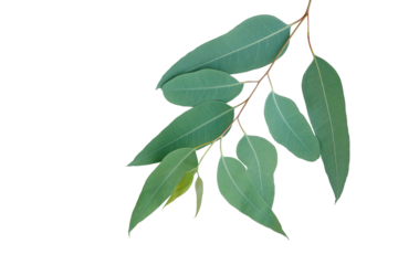 Fresh eucalyptus leaves on tree twig a green foliage commonly known as gums or eucalypts plant