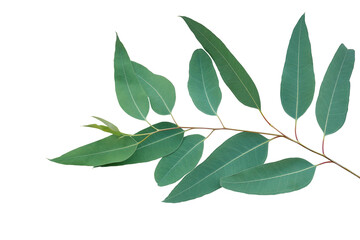 Fresh eucalyptus leaves on tree twig a green foliage commonly known as gums or eucalypts plant - 587085349