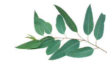 Fresh eucalyptus leaves on tree twig a green foliage commonly known as gums or eucalypts plant