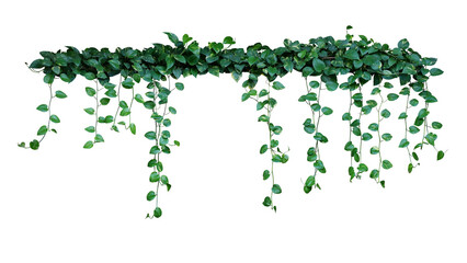Plant bush with hanging vines of green variegated heart-shaped leaves Devil's ivy or golden pothos...