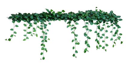 Plant bush with hanging vines of green variegated heart-shaped leaves Devil's ivy or golden pothos (Epipremnum aureum) the tropical foliage houseplant