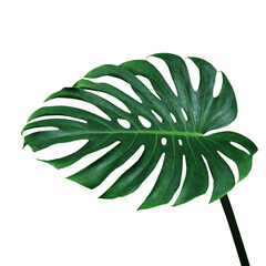 Dark green leaf of Swiss cheese monstera plant or split-leaf philodendron (Monstera deliciosa) the tropical foliage popular houseplant © Chansom Pantip