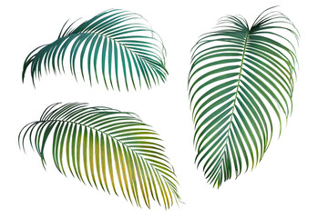Green and yellow palm leaves the tropical plant, set of three palm fronds