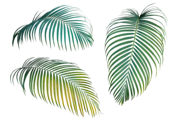 Green and yellow palm leaves the tropical plant, set of three palm fronds