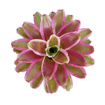 Bromeliads plant (Neoregelia bromeliad) with multicolor leaves pattern, the epiphytic flowering plant native to South American rainforest