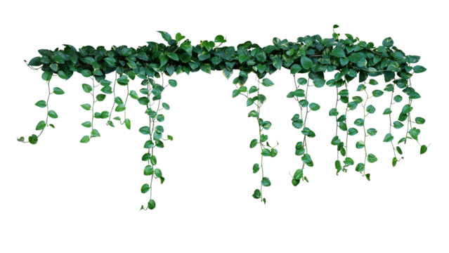 Plant bush with hanging vines of green variegated heart-shaped leaves Devil's ivy or golden pothos (Epipremnum aureum) the tropical foliage houseplant