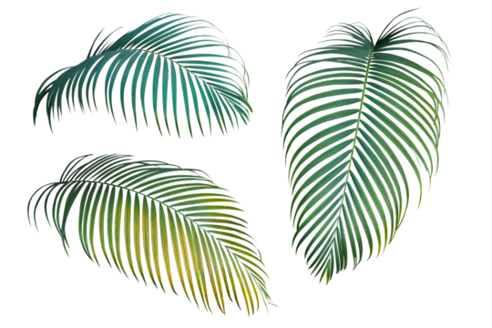 Green and yellow palm leaves the tropical plant, set of three palm fronds