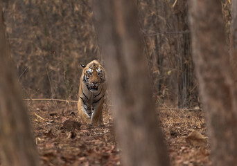A tiger in the jungle at Tadoba Andhari Tiger Reserve, India