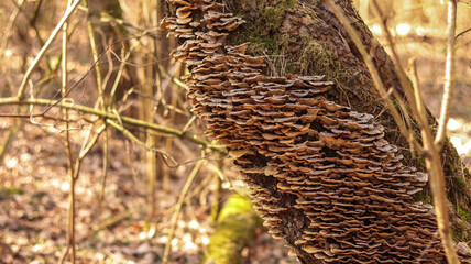 mushrooms on the tree