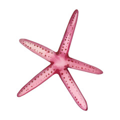 Starfish. Watercolor illustration of a pink color starfish hand drawn in watercolor on a white background. Suitable for printing on fabric, paper, for design, invitations and postcards.