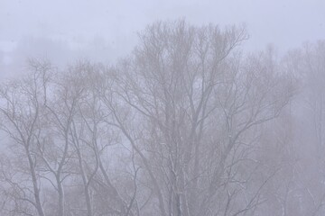 Difficult to see trees during snowfall. spring snowfall