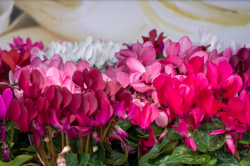 Beautiful, gorgeous cyclamenas in shades of pink with green leaves. White alpine violets and a blurred painting in light tones in the background.