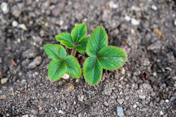 Three green leaves of the Fragaria vesca plant grow on the ground