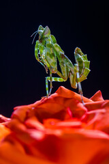 Creobroter gemmatus, common name jeweled flower mantis, is a species of praying mantis native to Asia